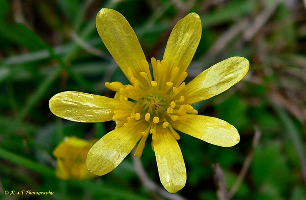 {Ranunculus fascicularis}